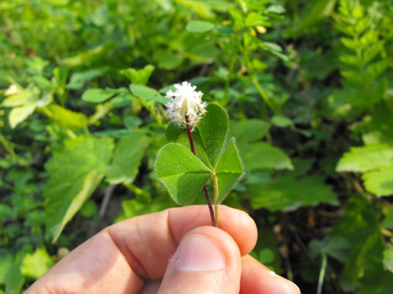 Trifolium subterraneum