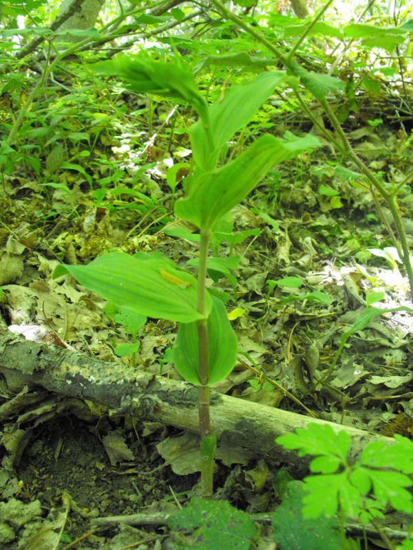 Epipactis placentina