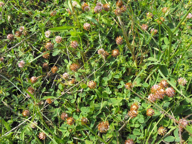 Trifolium fragiferum