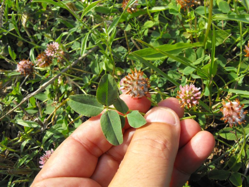 Trifolium fragiferum