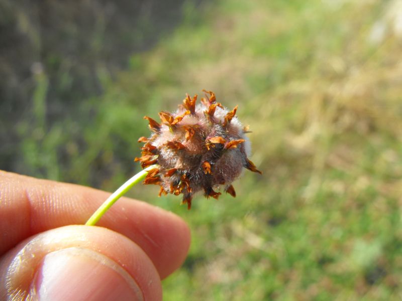 Trifolium fragiferum