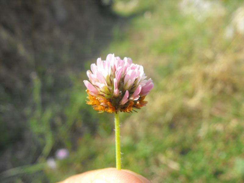 Trifolium fragiferum