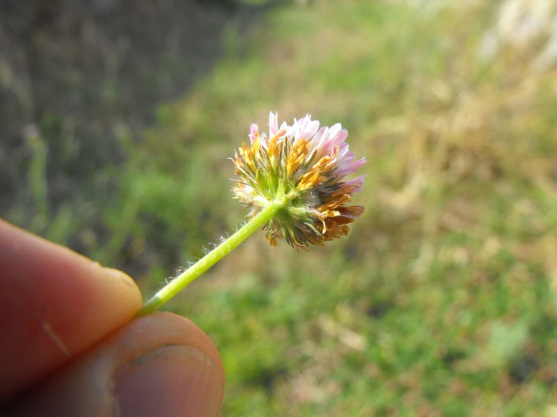 Trifolium fragiferum