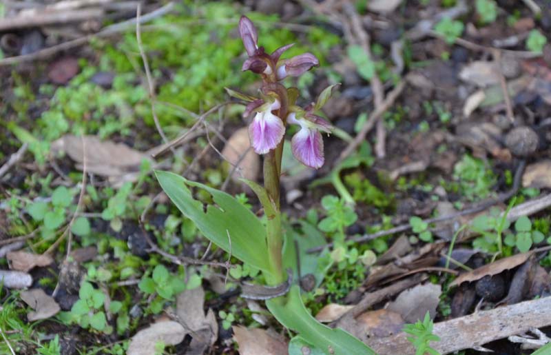 Anacamptis collina