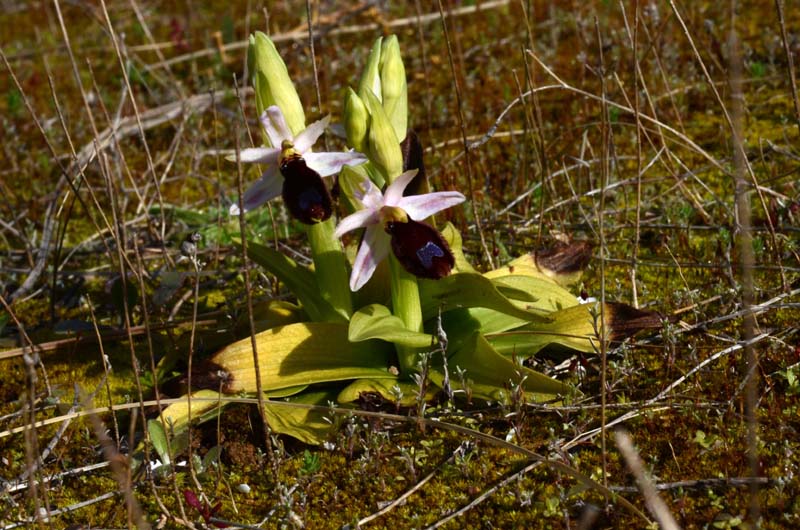 Oprhys Bertoloni subsp. explanata