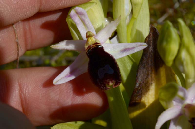 Oprhys Bertoloni subsp. explanata