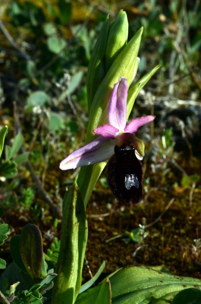 Oprhys Bertoloni subsp. explanata