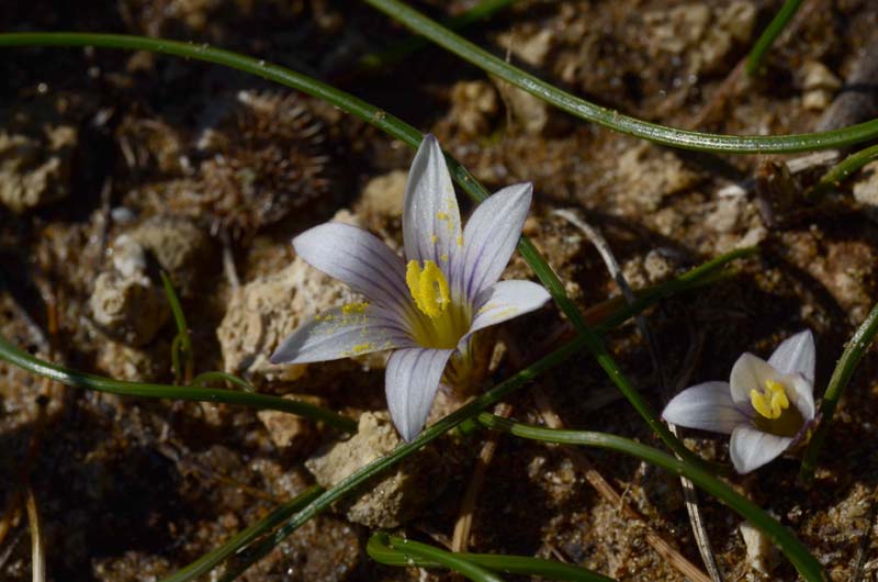 Romulea rollii / Zafferanetto di Rolli