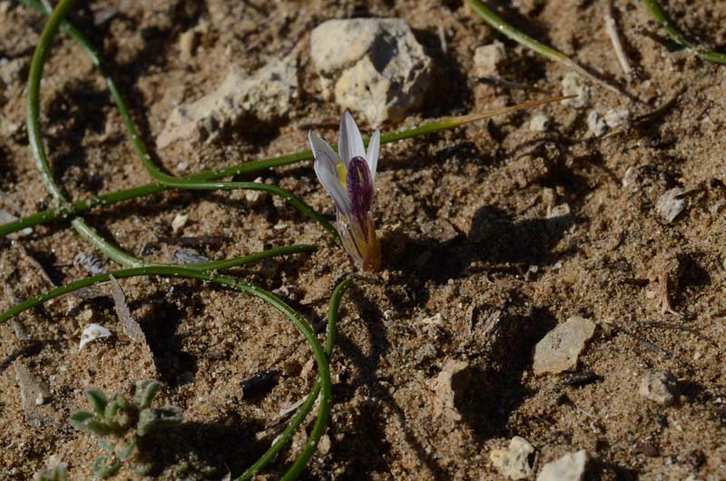 Romulea rollii / Zafferanetto di Rolli