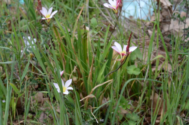 Freesia refracta