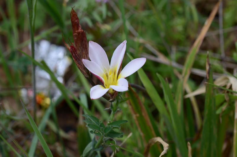 Freesia refracta