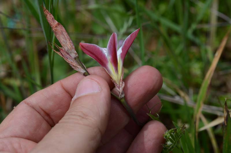 Freesia refracta