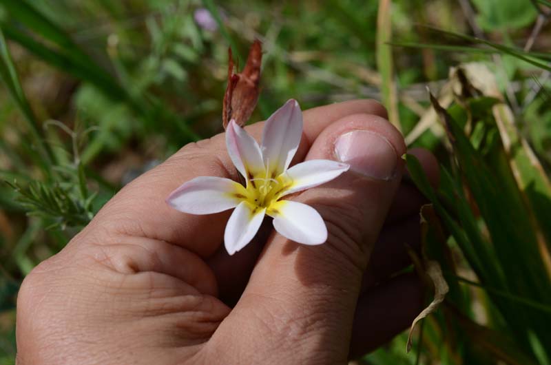 Freesia refracta