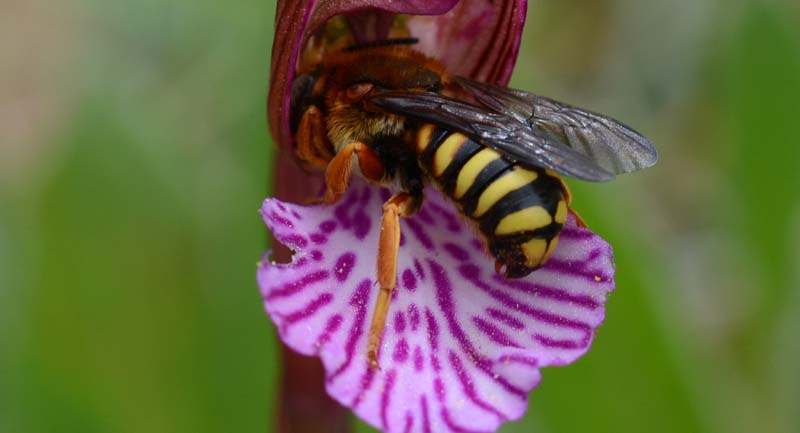 Anthidium sp. (Apidae Megachilinae)