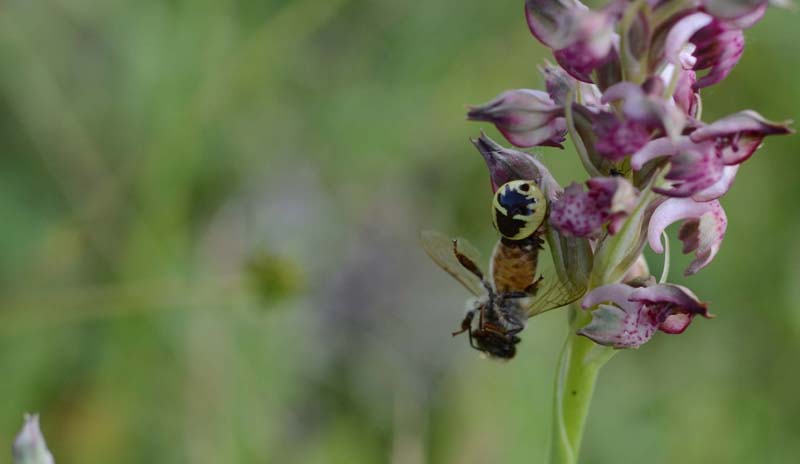 La triade:A.coriophora Synema globosum e Apis mellifera