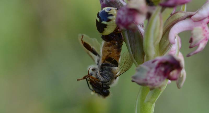 La triade:A.coriophora Synema globosum e Apis mellifera