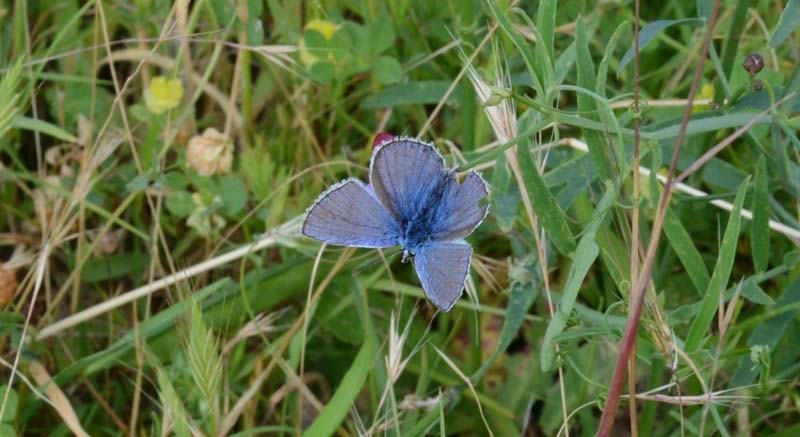 Polyommatus icarus....???