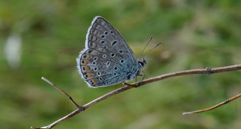 Polyommatus icarus....???