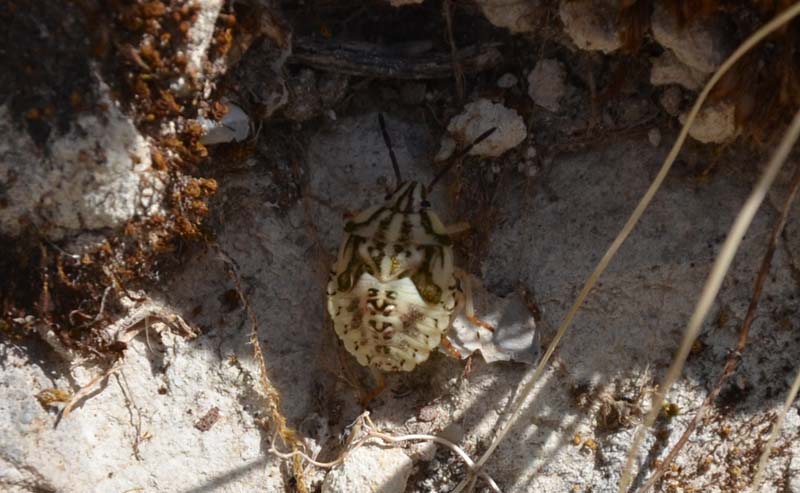 Pentatomidae: ninfa - Carpocoris cf mediterraneus di Sicilia