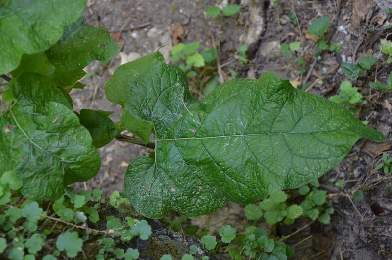 Arctium sp.