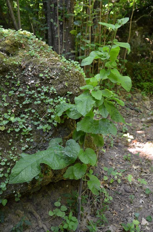 Arctium sp.