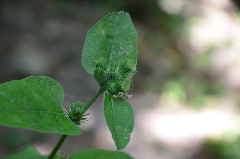 Arctium sp.