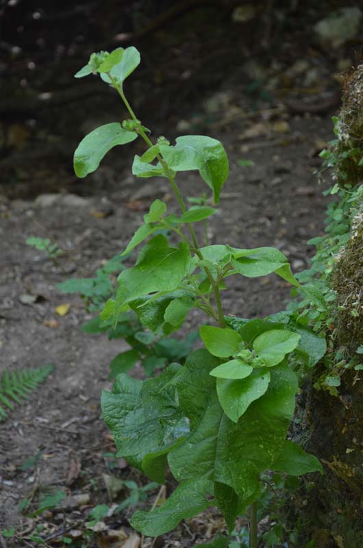 Arctium sp.