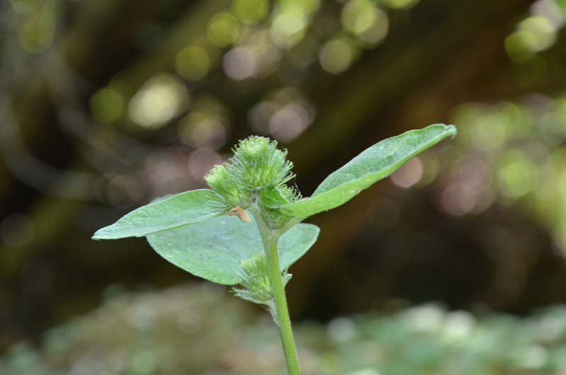 Arctium sp.