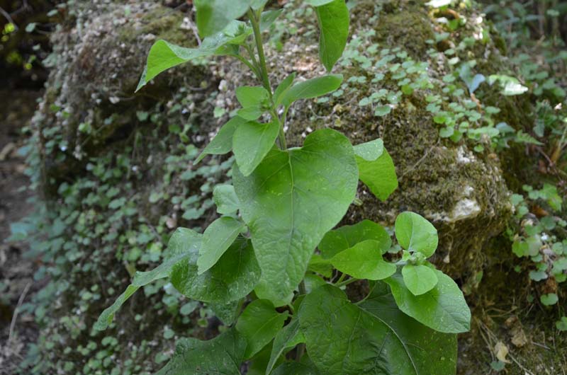 Arctium sp.