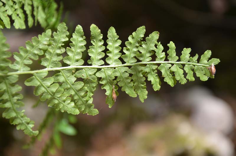 Pteridium aquilinum