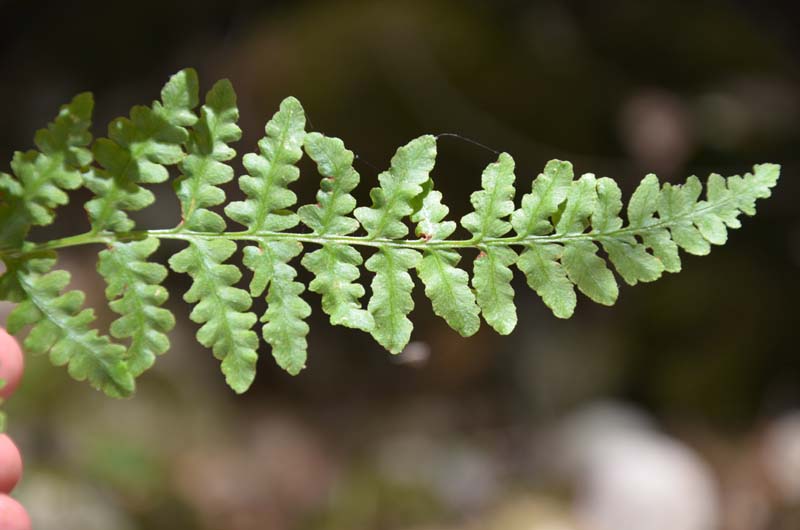 Pteridium aquilinum