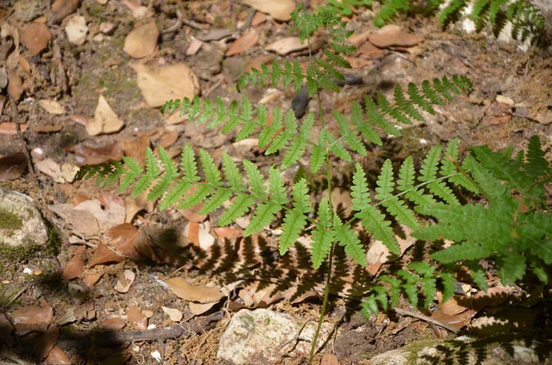 Pteridium aquilinum