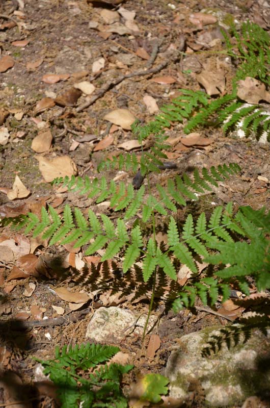 Pteridium aquilinum