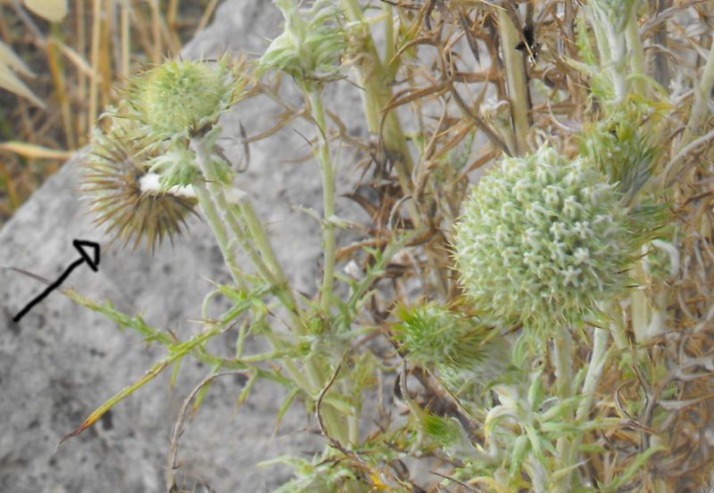 Una asteracea intrigante......lusus di Galactites elegans