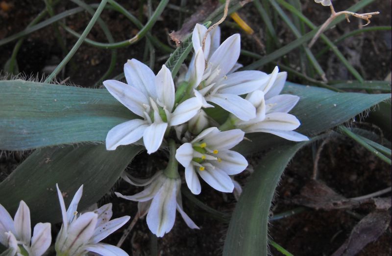 Allium chamaemoly L.