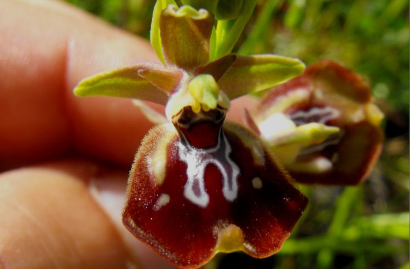 Ophrys oxyrrhynchos subsp.oxyrrynchos