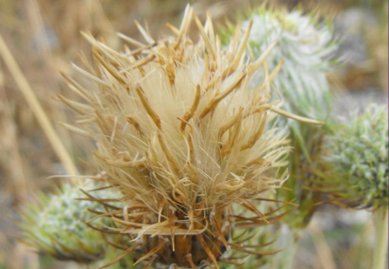 Una asteracea intrigante......lusus di Galactites elegans