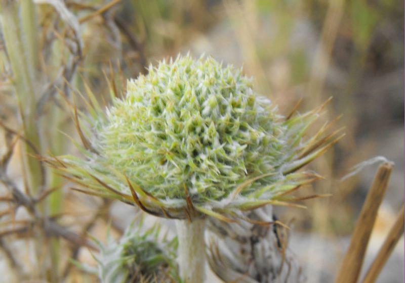 Una asteracea intrigante......lusus di Galactites elegans