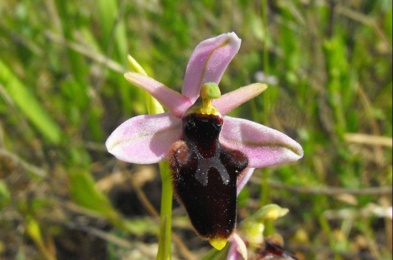 Ophrys X lyrate