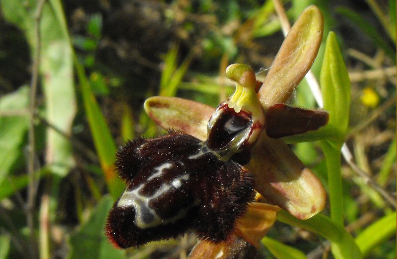 Ophrys X pan........