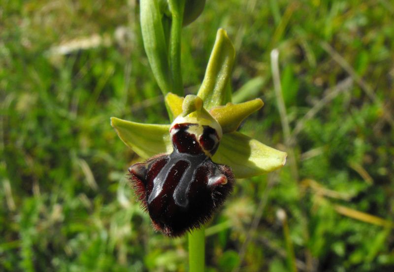 Ophrys X pan........