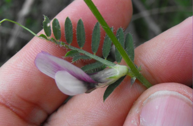 Vicia peregrina? no,  Vicia cfr lutea