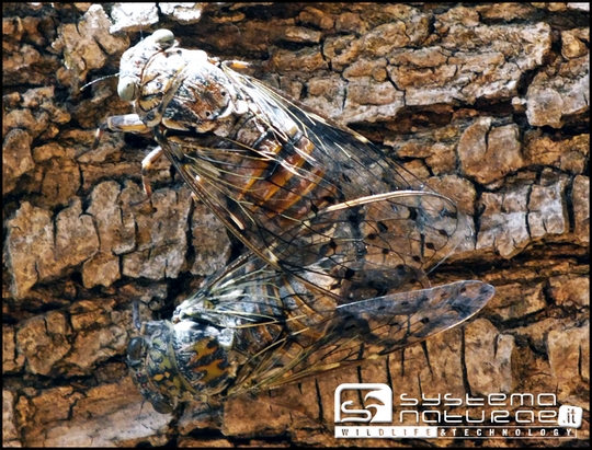 Cicadidae: Cicada orni della Toscana