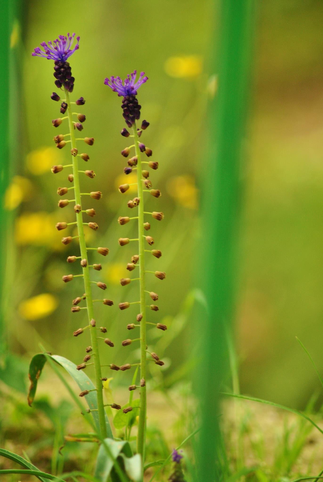 Ravello, costiera amalfitana - Muscari comosum