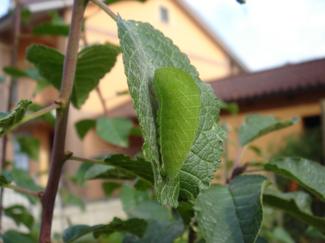 Sulle tracce del bruco di podalirio