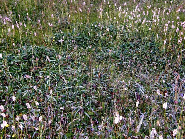 Bistorta officinalis