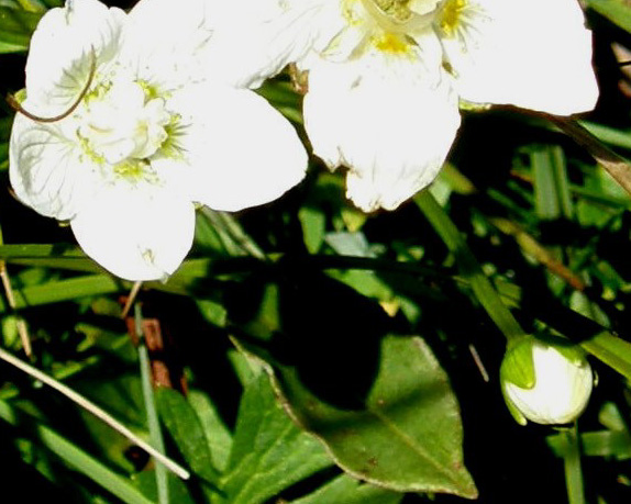 Bianco fiore alpino - Parnassia palustris