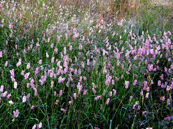 Bistorta officinalis