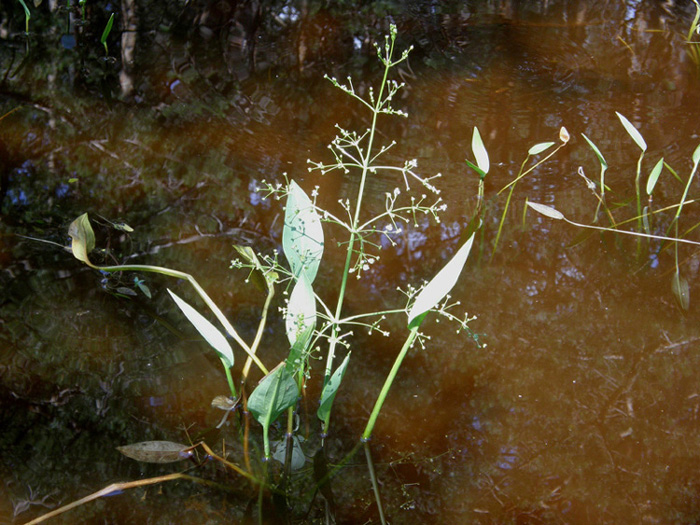 Pianta palustre:   Alisma plantago-aquatica