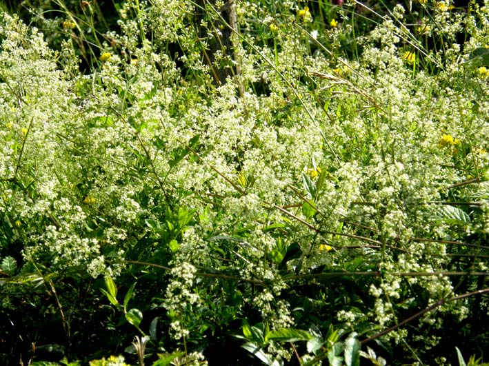 Galium sp. [cfr. elongatum] (Rubiaceae)